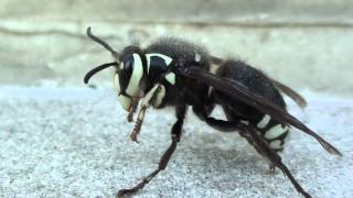 Baldfaced Hornet Vespidae Dolichovespula maculata Queen Closeup [upl. by Nilrev536]