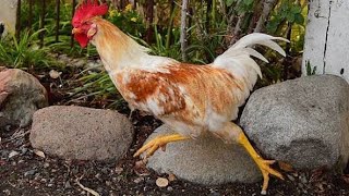 All Funny Clips Rooster and Teetar Funniest Story Chicken And Cat [upl. by Arihs]