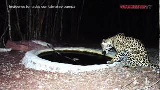 Amor a la tierra  Preservación del jaguar en la Meseta de Cacaxtla [upl. by Eladnek180]