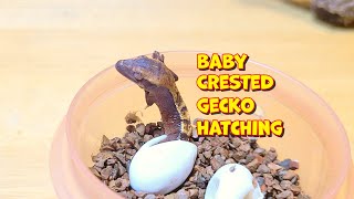 Baby Crested Gecko Eggs Hatching [upl. by Luapleahcim614]