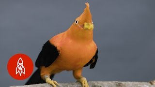 Behold the Colorful Plumage of Peru’s National Bird [upl. by Ahtnammas134]