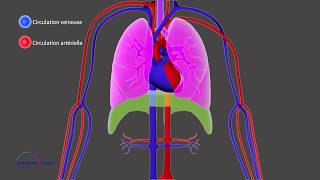 Chapitre 1 ICP  La circulation pulmonaire et systémique [upl. by Cammi]