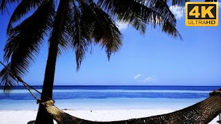 Beach TV Wallpaper of a Paradise Beach Scene with Hammock Relaxation Video [upl. by Eseret]