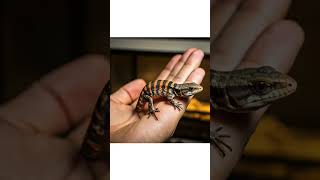 Takydromus takydroums lizard reptiles animals pets plantimal longtail insectvideography [upl. by Ardys]