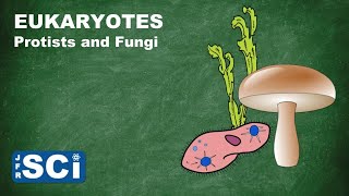 Protists and Fungi [upl. by Trebmer]