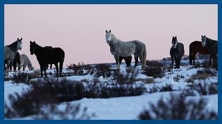 Australian brumbies We dont want to see them shot  Guardian Australia [upl. by Kall886]