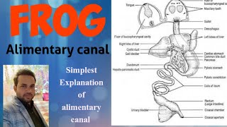 Digestive system of frog  alimentary canal of frog  anatomy [upl. by Eoin461]