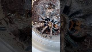 Incredible GBB Tarantula Feeding Response [upl. by Llarret881]