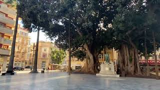 Cartagena Plaza de San Francisco  Ficus macrophylla  Moreton Bay Fig  Spain  2024 jan [upl. by Ekalb]