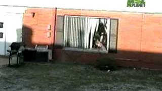 Untamed and Uncut  Deer Jumps Through Glass [upl. by Joed]