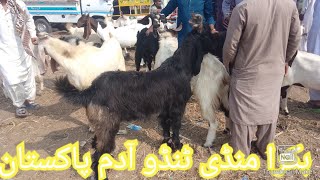 Bakra Mandi Tando adam Maxs Bared To day Rate Update on [upl. by Annoda262]