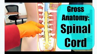 Spinal Cord  Gross Anatomy [upl. by Mychal]