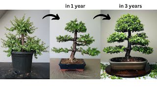 Making Bonsai from Jade Plant  in 3 Years  Pruning  Wiring  Repotting  Portulacaria afra [upl. by Hammock]