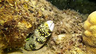 Evening dive at Kahe E Beach Oahu Hawaii 11624 [upl. by Aney]