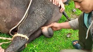 castration castration of bull [upl. by Arrehs]