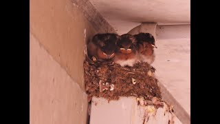 Baby Swallows Lifeguard Luke Faddy  Lewis KennedyHunt  By Cora Bezemer  Music Wes Hutchinson [upl. by Yragerg326]