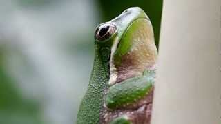 Eastern Dwarf Tree Frog or Eastern Sedgefrog Litoria fallax  Australischer Laubfrosch 1 [upl. by Kopaz]