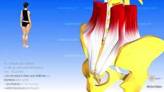 Les muscles postérieurs du tronc [upl. by Beaston]