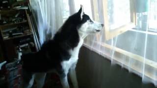 Siberian Husky Barking [upl. by Laurens]