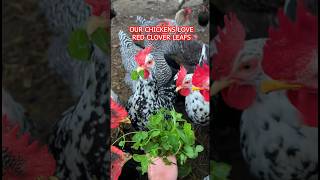 🍀🐔 Rotklee für die Hühner 💚 Our chickens love red clover leaves as plantbased source of protein [upl. by Anaeco234]