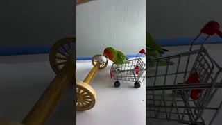 Bird Training  Smart lovebird Parrot  Smart Little Cute Parrot training smartparrot cute [upl. by Iruj992]