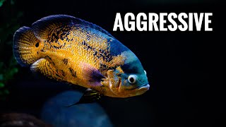 Huge OSCAR CICHLIDS Are FIGHTING In My Fishroom Aquarium [upl. by Arym]