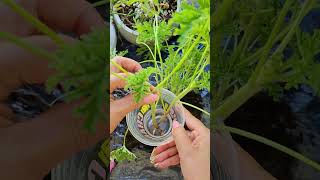 Citronella Mosquito Plant Easy grow from cuttings easygardenpropagationcitronellagrowcuttings [upl. by Allyce]