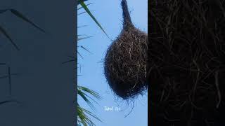 Incredible Baya Weaver Bird Nest in a Coconut Tree  A Hidden Gem in a Sugarcane Farm 🌴🐦 shorts [upl. by Eimerej]