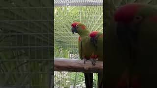 RedFronted Macaw… [upl. by Anillek163]