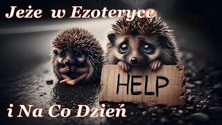 Jeże w ezoteryce i na co dzień [upl. by Eizzil]