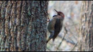 Woodpeckers Sound [upl. by Lorola]