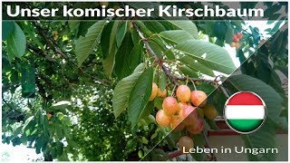 Unser komischer Kirschbaum im Garten  Leben in Ungarn [upl. by Yerfoeg]