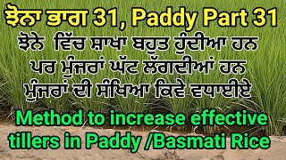 Method to increase effective tillers in Paddy by SherGill Markhai [upl. by Ainessej]