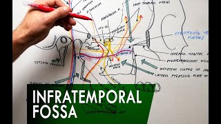 The Infratemporal Fossa  Boundaries amp Contents  Anatomy Tutorial [upl. by Okin140]