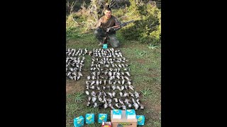 Turdus song trushZorzales Hunting in Cyprus  Kıbrıs ta Cikla Avı 20208 [upl. by Meekahs]