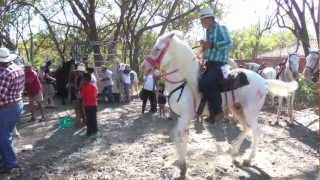 Dancing with Horses  A Tope Festival in Costa Rica [upl. by Mascia396]