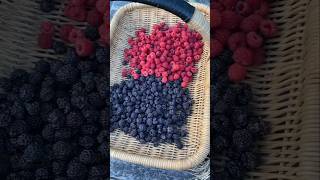 Raspberry time 🍓🫐🫐😋viralvideo garden gardenplants gardenflowers shorts short gardentrees [upl. by Teage]