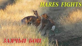 Заячьи Бои Лучшие Моменты  Hares Fights [upl. by Eniron]