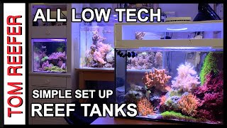 Reef Tank  LOW TECH EASY REEF SET UPS Super Successful [upl. by Quintina]