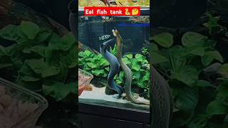 Eel fish tank Eel fish feeding shortsfeed shortsviral shorts short aquariumfish [upl. by Budd216]