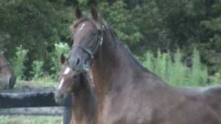 Saddlebred mare and filly [upl. by Conway]