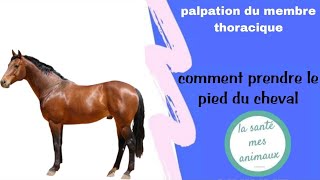 Palpation du membre thoracique comment prendre le pied de cheval 🐎 [upl. by Mairam]