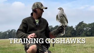 White goshawk creance training a snippet from the full movie … [upl. by Cavallaro]