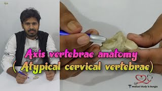 Axis vertebrae anatomy in bangla  Atypical cervical vertebrae  Medical study in Bangla [upl. by Imogen451]