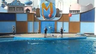 Dolphin Show Magic Land 6 October Giza Egypt [upl. by Minnie]