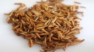 How to cook Mealworms eating mealworms cook mealworms eating insects [upl. by Ahmar]