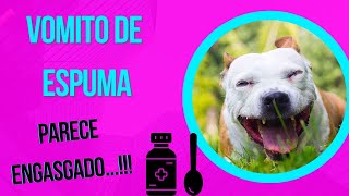 CACHORRO VOMITANDO ESPUMA AMARELA CÃO FICA SEM COMER E VOMITA LIQUIDO AMARELO COMO CURAR EM CASA [upl. by Atrim]