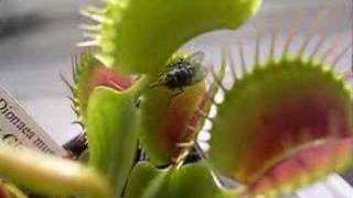 Venus Flytrap in Action [upl. by Otrebireh]