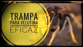 Trampa para VELUTINAS 🤪  avispas ASIÁTICAS  Salvemos las 🐝 ABEJAS 🐝 [upl. by Harbour]