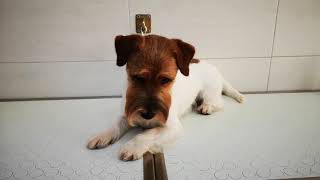 Jack Russell Terrier pronto per lExpo [upl. by Ardnot582]